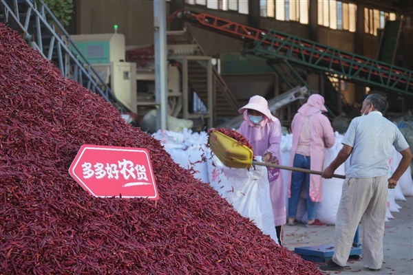 柘城首次登陆“多多丰收馆”拼多多助力当地椒农丰产丰收(图4) “中国辣椒之都”柘城首次登陆“多多丰收馆” 拼多多助力当地椒农丰产丰收