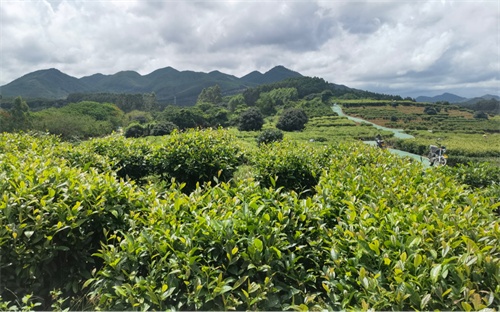 福建漳州诏安县：依托青山绿水促乡村振兴 打造“高颜值”“高质量”茶旅融合产业