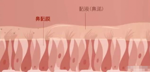 清鼻堂：釜底抽薪！想要告别鼻炎鼻窦炎，从修复鼻粘膜开始