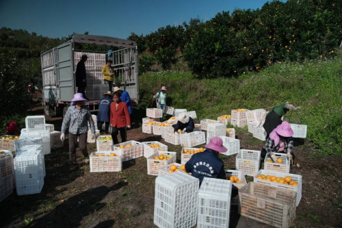 大疆农业云上疆果收官,增产10万斤,全流程管理降本 11万(图4)