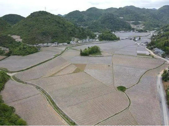 湖北鹤峰：烟田里的“科技经” 